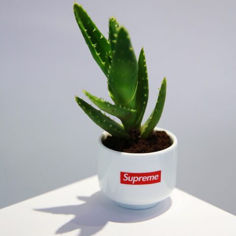 Supreme Diy Cactus Plant Pot Varmode